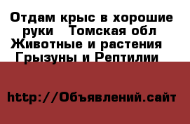 Отдам крыс в хорошие руки - Томская обл. Животные и растения » Грызуны и Рептилии   